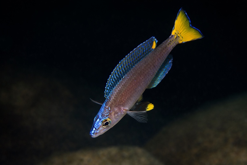 Cyprichromis leptosoma 'Kambwimba'